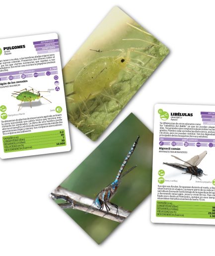 Luminias Clap! - Enciclopedia de Bichos