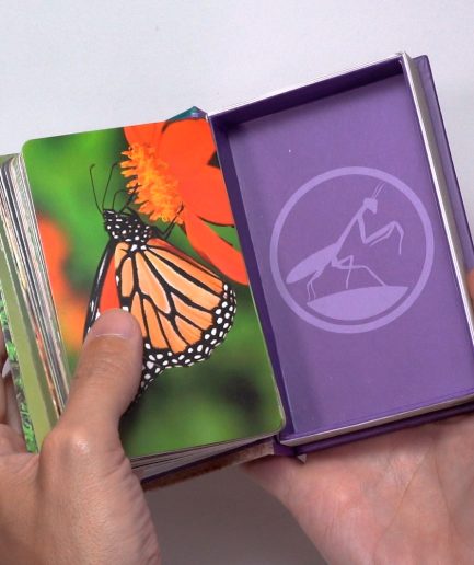 Luminias Clap! - Enciclopedia de Bichos